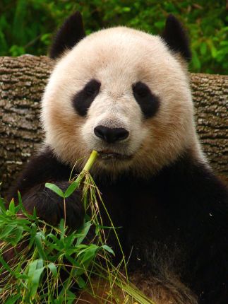 Giant_Panda_eating_Bamboo